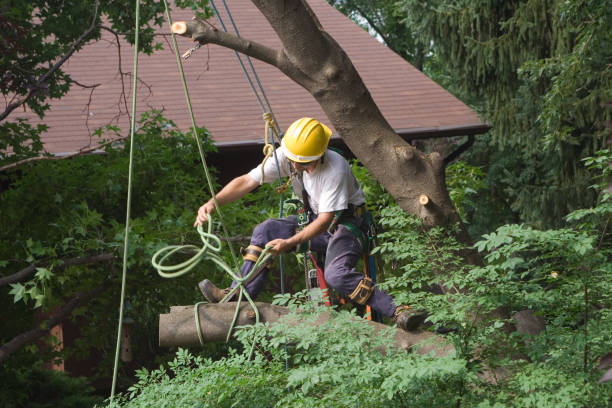 Professional Tree Removal Services in Whiteville, TN