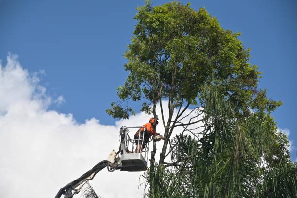 Best Commercial Tree Removal  in Whiteville, TN